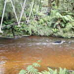 In the heart of the Waitutu Forest