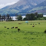 Wild Fellow Deer grazing among the cattle. 20/11/22