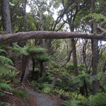 Rakiura Track